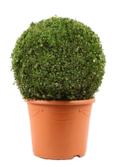 Bukszpan wieczniezielony kula 32-35 cm