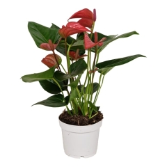 Anturium Pink Champion 40 cm