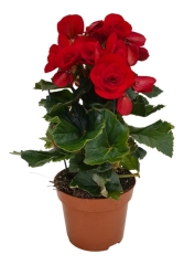 Begonia Baladin Red 30 cm