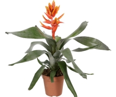 Aechmea Pepita Elegant Flames 47-52 cm