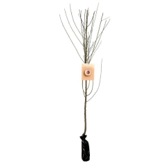 Brzoskwinia biała Balot 150 cm Berry&More™