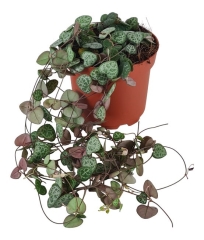 Ceropegia Woodii Sznur serc 24 cm