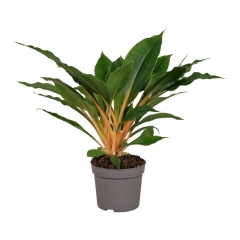 Chlorophytum pomarańcz 30-35 cm