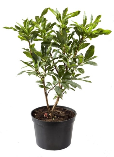 191c09493fc34952110bc48d755da410