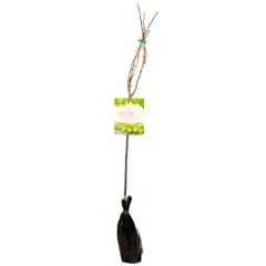 Agrest zielony mix 80-100 cm