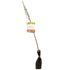 Agrest czerwony mix 80-100 cm