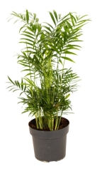 Chamedora wytworna 55-65 cm