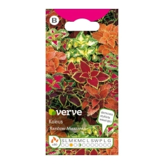 Nasiona koleus Rainbow Verve