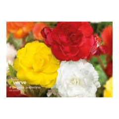 Cebule begonia podwójna Verve Vibrant mix 10 szt.