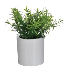 Roślina ziołowa Jumi w doniczce zielona 18 cm