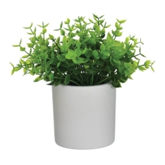 Roślina ziołowa Jumi w doniczce zielona 17 cm