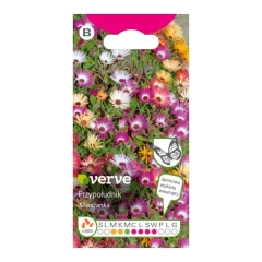 Nasiona dorotka Bellidiformis Verve