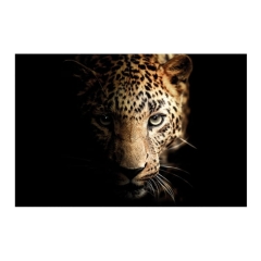 Obraz Glasspik Leopard 70 x 100 cm