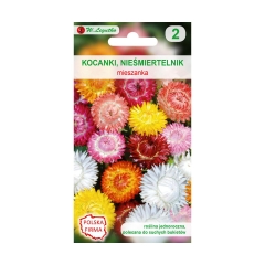 Kocanki (Nieśmiertelnik) MIESZANKA nasiona tradycyjne 0.8 g W. LEGUTKO