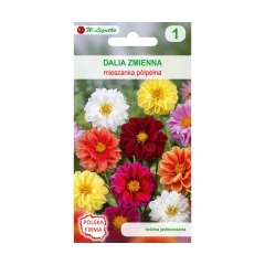 Dalia zmienna karłowa półpełna UNWINS nasiona tradycyjne 0.5 g W. LEGUTKO