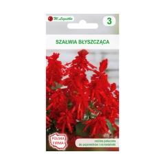 Szałwia błyszcząca CZERWONA nasiona tradycyjne 0.4 g W. LEGUTKO