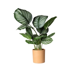 Kalatea sztuczna w doniczce 43 cm SPLENDID