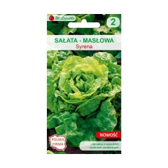 Sałata masłowa Syrena W. LEGUTKO