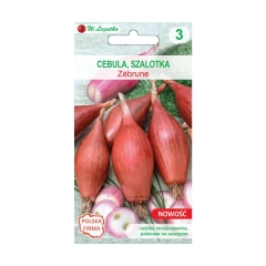 Cebula szalotka Zebrune W. LEGUTKO