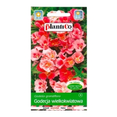 Godecja wielkokwiatowa mix