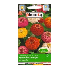 Cynia wytworna Daliowa Liliput