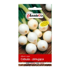 Cebula zimująca
