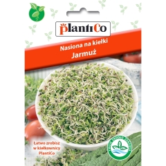 Nasiona na kiełki jarmuż