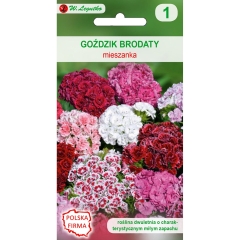 Gożdzik brodaty mieszanka pojedyncza 1,00g