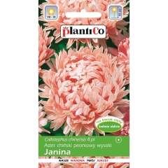 Aster chiński peoniowy Janina