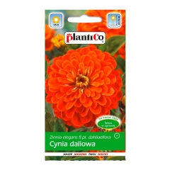 Cynia wytworna Daliowa pomarańczowa