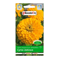Cynia wytworna Daliowa żółta