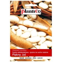 Fasola tyczna Piękny Jaś