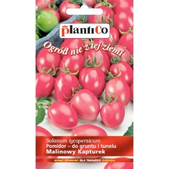 Pomidor cherry Malinowy Kapturek