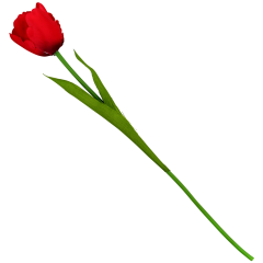 Sztuczny tulipan 43cm Różne warianty kwiat