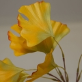 2658014893d16a2731fe045feb920d4b