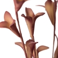 826064963569b7b01b485ed71fd20036