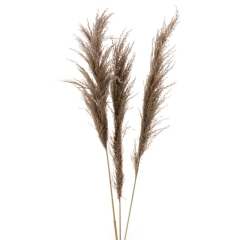 Bukiet naturalnie suszona trawa pampasowa NATURAL 4szt