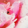e13a2ee87e5eac79416887e16c340eb2