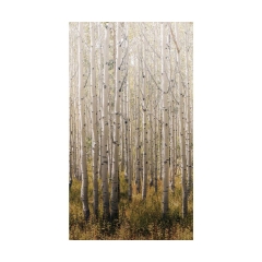 Tapeta panoramiczna Birch Tree A42601 las 159 x 280 cm