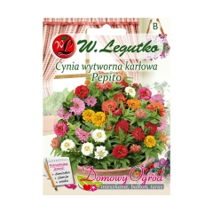 Cynia wytworna karłowa Pepito nasiona tradycyjne W.Legutko
