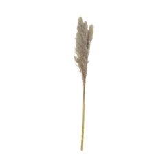 Trawa pampasowa źdźbło 115cm naturalna
