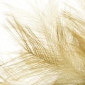 169f8932e080eb9b4d39f4eacbcc4cad