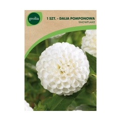 Dalia pomponowa Snowflake 1szt. cebulki kwiatów Geolia