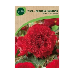 Begonia strzępiasta ciemnoczerwona 2szt. cebulki kwiatów Geolia