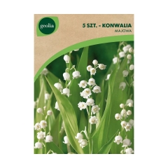 Konwalia majowa 5szt. cebulki kwiatów Geolia
