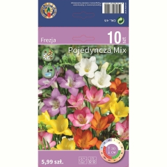 Frezja Single mix 10szt. cebulki kwiatów