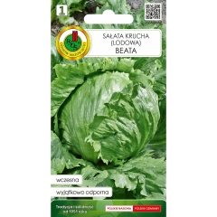 Sałata głowiasta krucha Beata nasiona Pnos