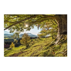 Obraz Glasspik Green Tree 80 x 120 cm