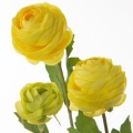 00429d0632335fbd0c905bd268b606d9